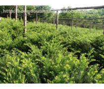 红豆杉绿化苗木优质商家置顶推荐产品
